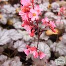 Buy Heuchera 'Milan' online from Jacksons Nurseries.