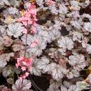 Buy Heuchera 'Milan' online from Jacksons Nurseries.