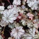 Buy Heuchera 'Milan' online from Jacksons Nurseries.