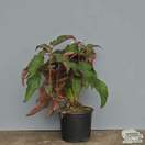 Buy Hydrangea aspera 'Hot Choclate' (Rough-leaved Hydrangea) online from Jacksons Nurseries