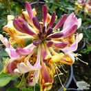 Buy Lonicera periclymenum 'Chic et Choc' at Jacksons Nurseries