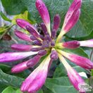Buy Lonicera periclymenum 'Chic et Choc' at Jacksons Nurseries