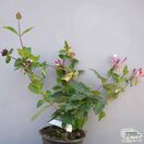 Buy Lonicera periclymenum 'Chic et Choc' at Jacksons Nurseries