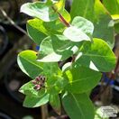 Buy Lonicera periclymenum 'Chic et Choc' at Jacksons Nurseries