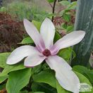 Buy Magnolia 'Old Port' online from Jacksons Nurseries