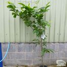 Buy Magnolia 'Old Port' online from Jacksons Nurseries