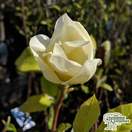 Buy Magnolia denudata Yellow River online from Jacksons Nurseries