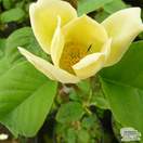 Buy Magnolia x brooklynensis 'Yellow Bird' online from Jacksons Nurseries