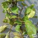 Buy Family Apple Tree online from Jacksons Nurseries
