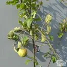 Buy Family Apple Tree online from Jacksons Nurseries