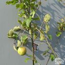 Buy Family Apple Tree online from Jacksons Nurseries