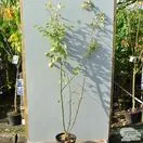 Buy Family Apple Tree online from Jacksons Nurseries
