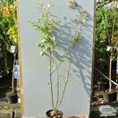 Buy Family Apple Tree online from Jacksons Nurseries