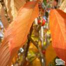 Buy Malus x robusta Red Sentinel online from Jacksons Nurseries