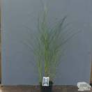 Buy Miscanthus sinensis Kleine Silberspinne (Chinese silver grass) online from Jacksons Nurseries