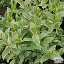 Buy Myrtus communis 'Variegata' online from Jacksons Nurseries