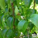 Buy Pear comminis Beurre Hardy online from Jacksons Nurseries