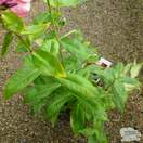 Buy Phlox paniculata Orange Perfection (Garden Phlox) online from Jacksons Nurseries.