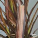 Buy Phormium 'Veneer' (New Zealand Flax) online from Jacksons Nurseries