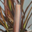 Buy Phormium 'Veneer' (New Zealand Flax) online from Jacksons Nurseries