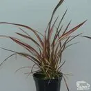 Buy Phormium 'Veneer' (New Zealand Flax) online from Jacksons Nurseries