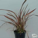 Buy Phormium 'Veneer' (New Zealand Flax) online from Jacksons Nurseries