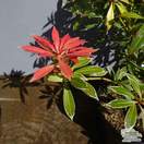 Buy Pieris Flaming Silver (Lily-of-the-Valley Shrub) online from Jacksons Nurseries