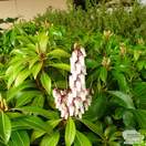 Buy Pieris japonica 'Mountain Fire'  (Lily of the Valley Shrub) online from Jacksons Nurseries