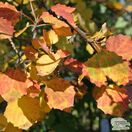 Buy Populus tremula (Aspen) online from Jacksons Nurseries