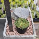 Buy Pratia pedunculata 'Alba' online from Jacksons Nurseries