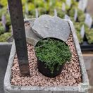 Buy Pratia pedunculata ‘Treadwellii’ online from Jacksons Nurseries