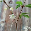 Buy Prunus serrula (Mahogony Bark Cherry (Tibetan Cherry)) online from Jacksons Nurseries