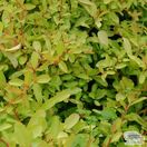 Buy Pyracantha 'Golden Paradise' (Firethorn) online from Jacksons Nurseries