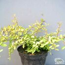 Buy Pyracantha 'Golden Paradise' (Firethorn) online from Jacksons Nurseries