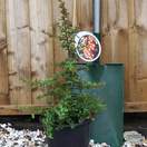 Buy Pyracantha Teton (Scarlet Firethorn) online from Jacksons Nurseries.