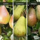 Buy Pear - Pyrus Communis Family Tree 'Comice/Conference/Williams' online from Jacksons Nurseries