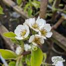Buy Pear - Pyrus Communis Family Tree 'Comice/Conference/Williams' online from Jacksons Nurseries
