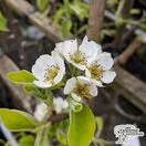 Buy Pear - Pyrus Communis Family Tree 'Comice/Conference/Williams' online from Jacksons Nurseries