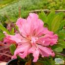 Buy Rhododendron azalea 'Bloom-a-thon Pink' online from Jacksons Nurseries