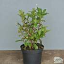 Buy Rhododendron Azalea Gibraltar (Deciduous Hybrid Azalea) online from Jacksons Nurseries
