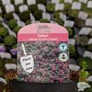 Buy  Sedum album ‘Coral Carpet’ online from Jacksons Nurseries