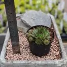 Buy Sempervivum hybrids (Houseleek) online from Jacksons Nurseries