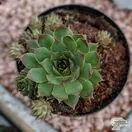 Buy Sempervivum hybrids (Houseleek) online from Jacksons Nurseries