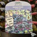 Buy Sempervivum hybrids (Houseleek) online from Jacksons Nurseries