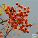 Buy Sorbus aucuparia Apricot Queen (Moutain Ash) online from Jacksons Nurseries