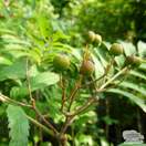 Buy Sorbus aucuparia Aspleniifolia (Cut leafed Rowan) online from Jacksons Nurseries