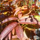 Buy Sorbus aucuparia 'Autumn Spire' online in the UK at Jacksons Nurseries