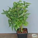Buy Syringa vulgaris Katherine Havemeyer (Common Lilac) online from Jacksons Nurseries