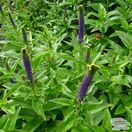 Buy Veronica spicata 'Christa' online from Jacksons Nurseries