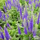Buy Veronica spicata 'Royal Candles' online from Jacksons Nurseries